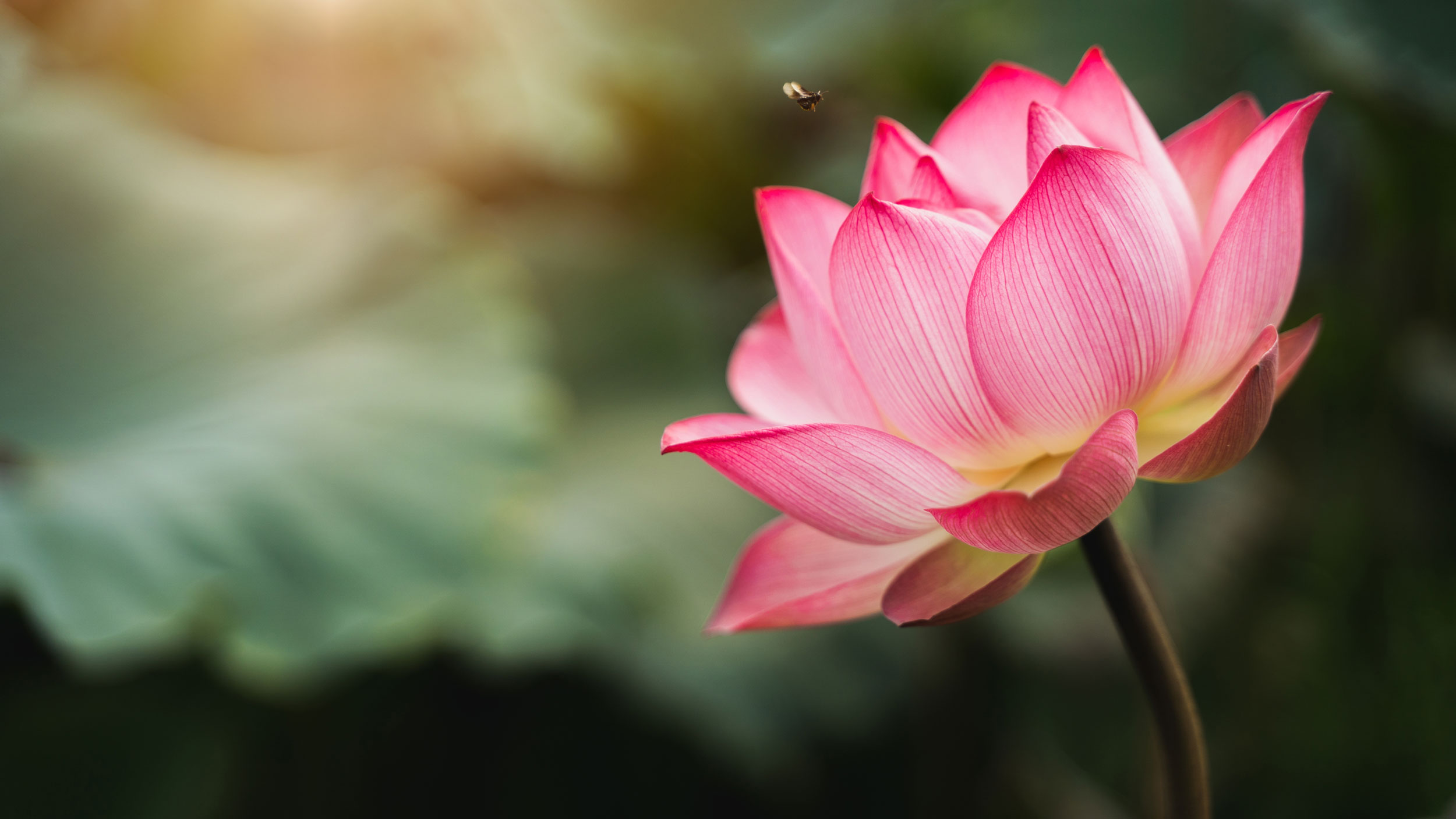 Eine Lotusblume in der Luft wird von einer Biene angeflogen